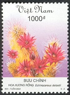 Echinocereus delaetii