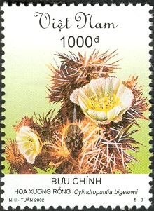 Cylindropuntia bigelowii
