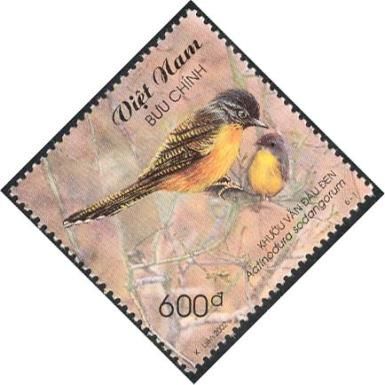 Black-crowned Barwing (Actinodura sodangorum)