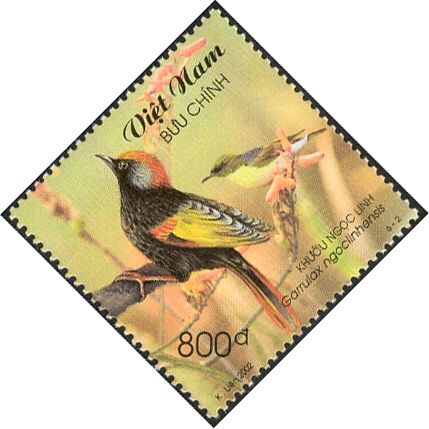 Golden-winged Laughingthrush (Garrulax ngoclinhensis)