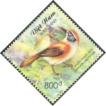 Greater Necklaced Laughingthrush (Garrulax pectoralis)