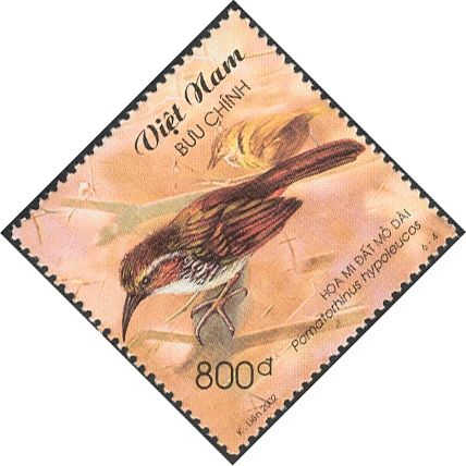Large Scimitar Babbler (Pomatorhinus hypoleucos)