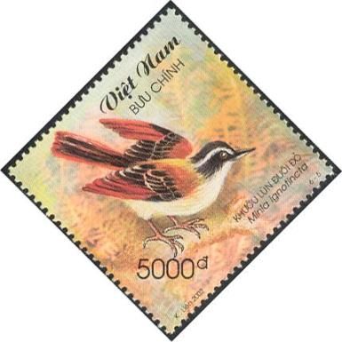 Red-tailed Minla (Minla ignotincta)