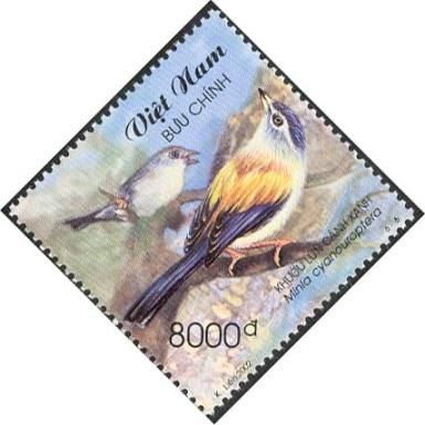 Blue-winged Minla (Minla cyanouroptera)