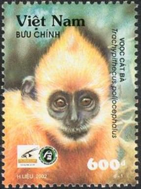 Golden-headed Langur (Trachypithecus poliocephalus)