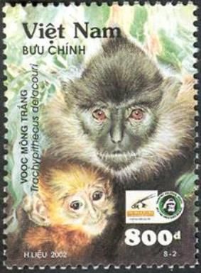 Delacour's Langur (Trachypithecus delacouri)