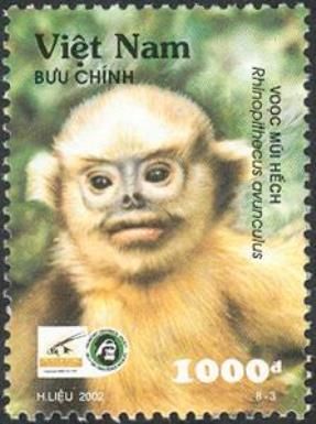 Tonkin Snub-nosed Monkey (Rhinopithecus avunculus)