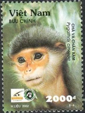 Grey-shanked Douc (Pygathrix cinerea)