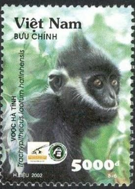 Hatinh Langur (Trachypithecus laotum hatinhensis)