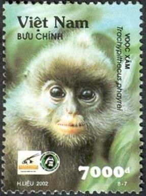 Phayre's Langur (Trachypithecus phayrei)