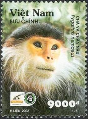 Red-shanked Douc (Pygathrix nemaeus)