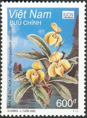 Yellow Slipper Orchid (Paphiopedilum concolor )