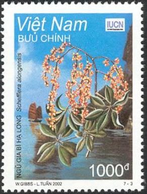 Ha Long Schefflera (Schefflera alongensis)