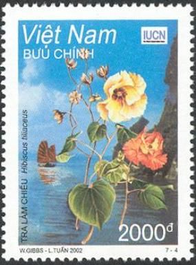 Sea Hibiscus (Hibiscus tiliaceus)