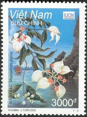 White Butterfly Tree (Mussaenda glabra)