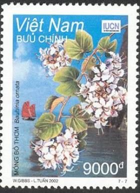 Fragrant Bauhinia (Bauhinia ornata)
