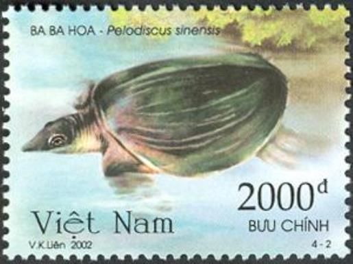 Chinese Softshell Turtle (Pelodiscus sinensis)
