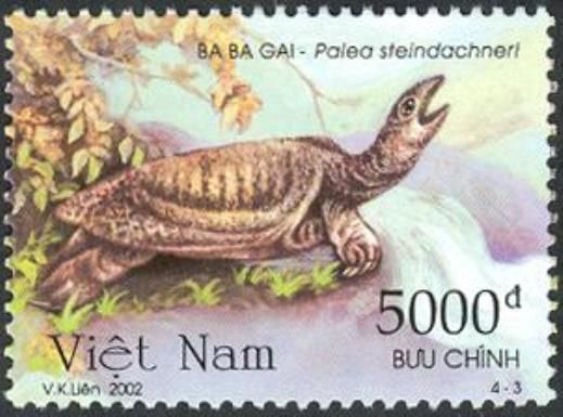 Wattle-necked Softshell Turtle (Palea steindachneri)