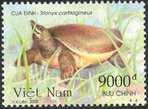 Asiatic Softshell Turtle (Trionyx cartilagineus)