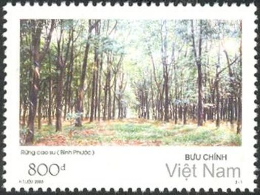 Rubber forest in Binh Phuoc Province