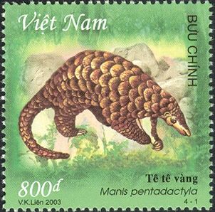 Chinese Pangolin (Manis pentadactyla)