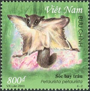 Indochinese Flying Squirrel (Petaurista petaurista) (see Des