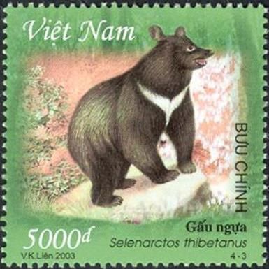 Asiatic Black Bear (Selenarctos thibetanus)
