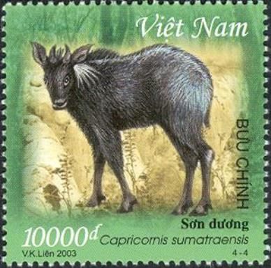Mainland Serow (Capricornis sumatraensis)