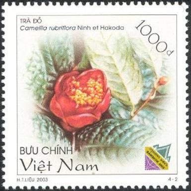 Camellia rubriflora Ninh et Hakoda