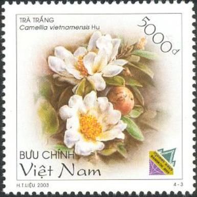 Camellia vietnamensis Hu