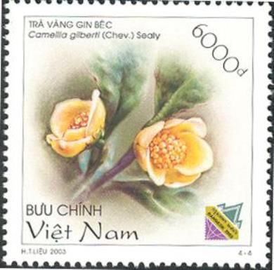 Camellia gilberti (Chev.) Sealy