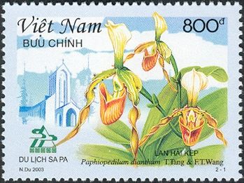 Paphiopedilum dianthum