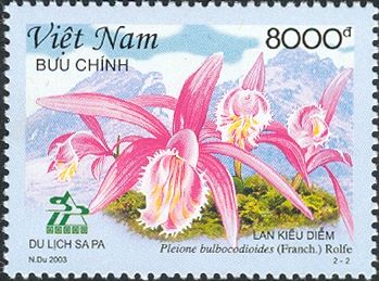 Pleione bulbocodioides
