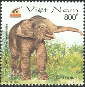 Asian Elephant (Elephas maximus)