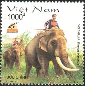 Asian Elephant (Elephas maximus)