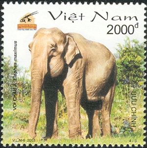 Asian Elephant (Elephas maximus)