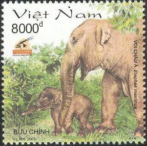 Asian Elephant (Elephas maximus)