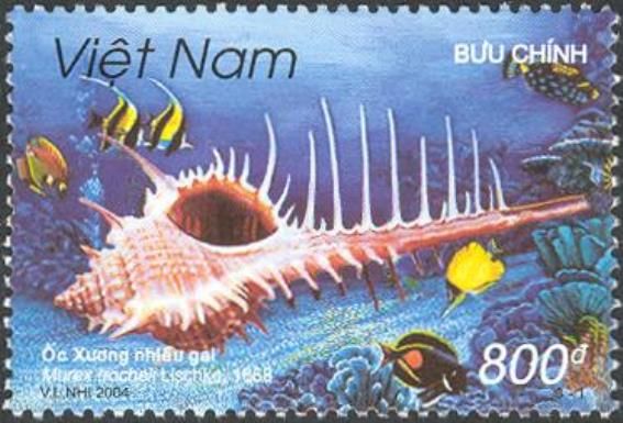 Troschel's Murex (Murex trocheli)