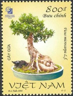 Ficus microcarpa L.f.
