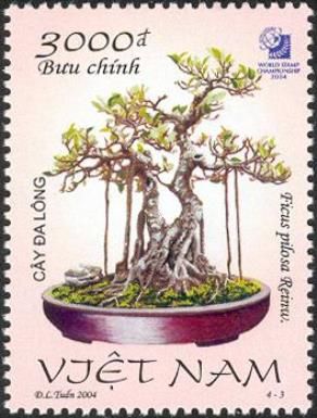 Ficus pilosa Reinw.