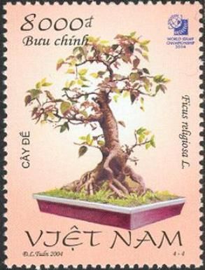 Ficus religiosa L.