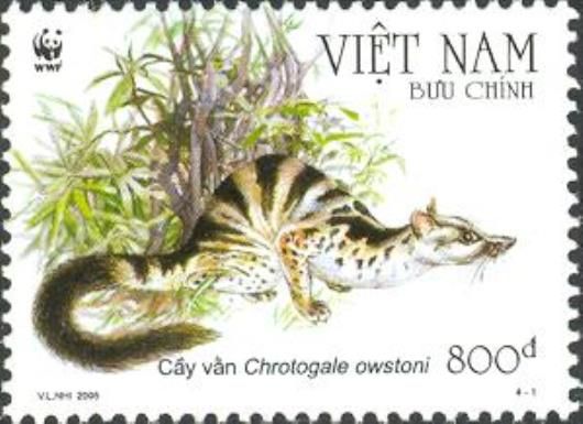 Owston's Banded Civet (Chrotogale owstoni)