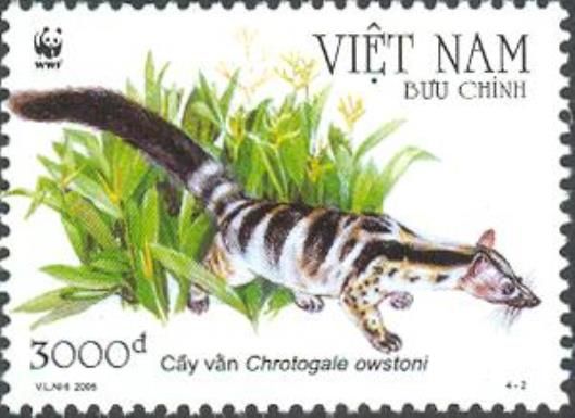 Owston's Banded Civet (Chrotogale owstoni)