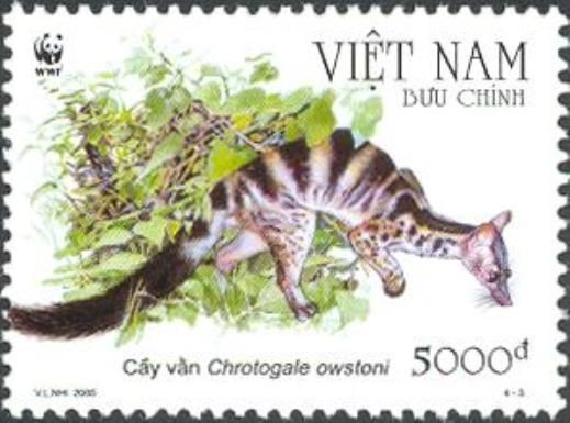 Owston's Banded Civet (Chrotogale owstoni)