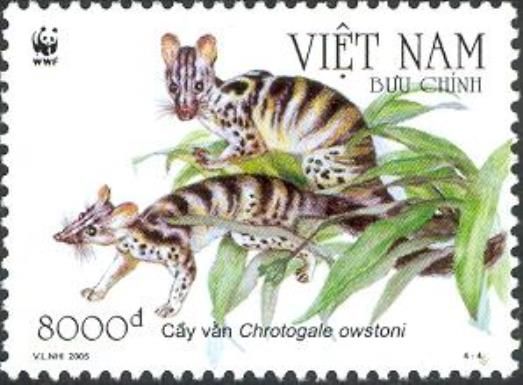Owston's Banded Civet (Chrotogale owstoni)
