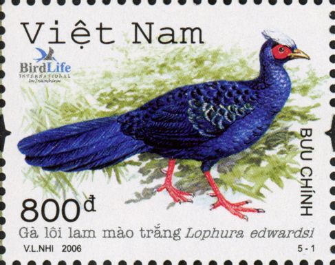 Edwards's Pheasant (Lophura edwardsi)