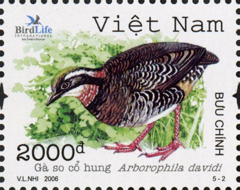 Orange-necked Partridge (Arborophila davidi)
