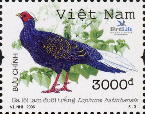 Vietnam Fireback (Lophura hatinhensis)