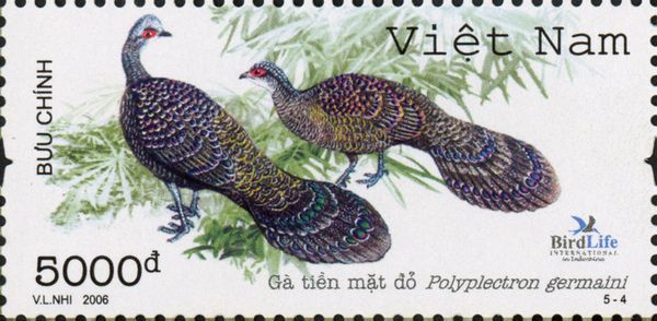 Germain's Peacock-pheasant (Polyplectron germaini)