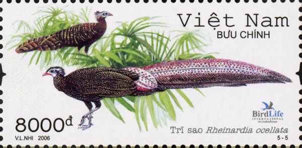 Vietnamese Crested Argus (Rheinardia ocellata)